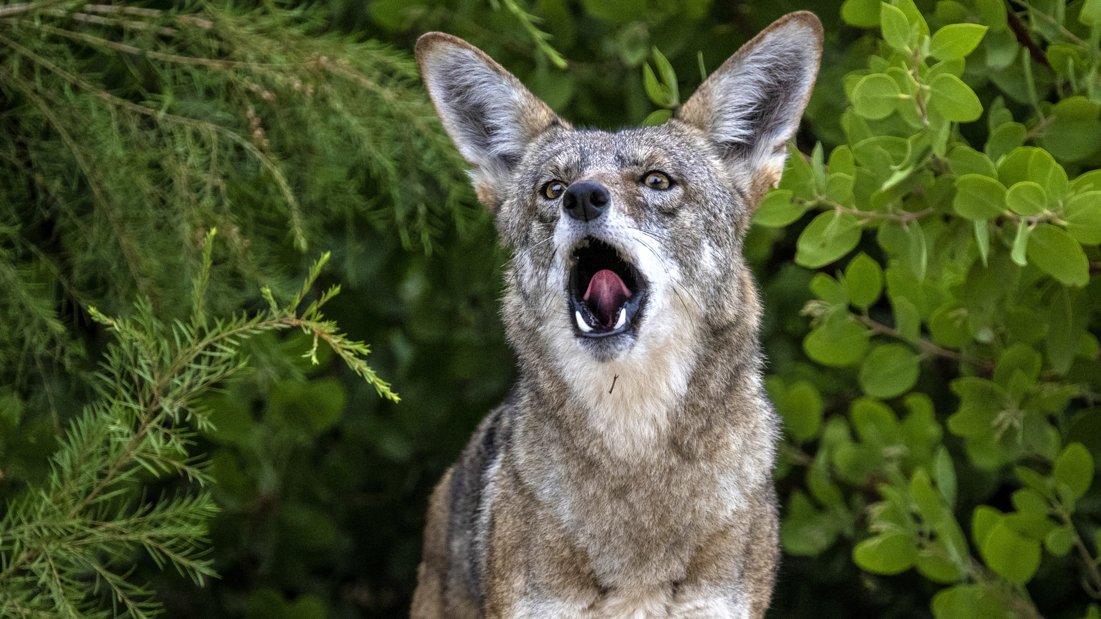 Brea, CA - September 21: One of two coyotes howls as it pauses along The Tracks at Brea Trail in Brea early on Saturday morning, September 21, 2024. (Photo by Mark Rightmire/MediaNews Group/Orange County Register via Getty Images)