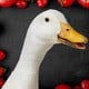 Tomato_Goose