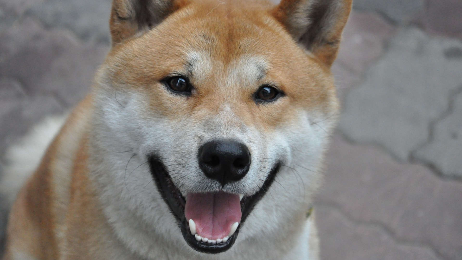 A happy shibe