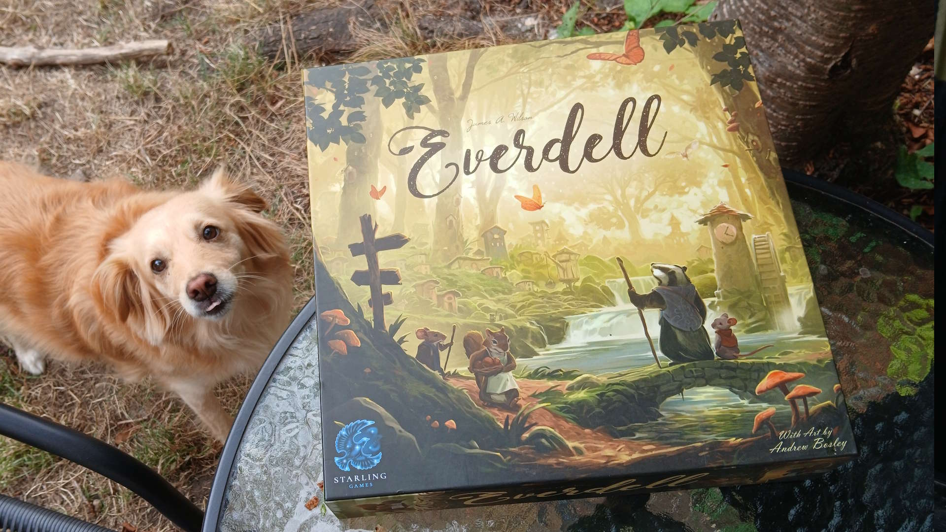 Everdell box laid out outside, with a dog looking up at the foreground